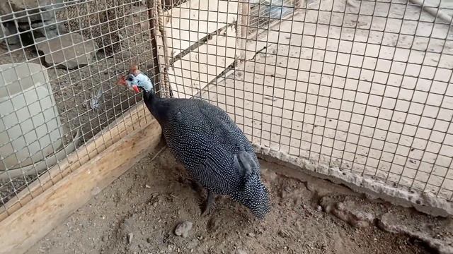 Как отличить самца от самки цесарки смотреть онлайн