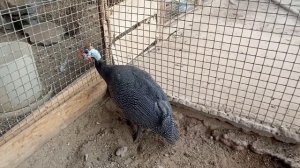 Как отличить самца от самки цесарки