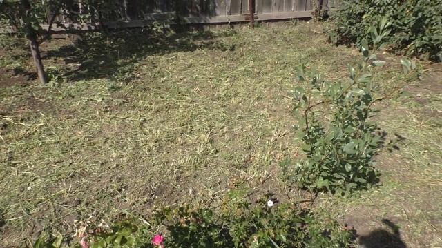 ДАЧНЫЙ ВЛОГ / Сажу газонную траву, наш урожай ! смотреть онлайн