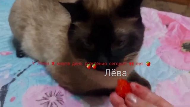 Кот Лева кушает Клубнику смотреть онлайн