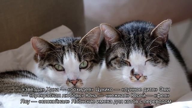 Японские имена для кошек и котов смотреть онлайн