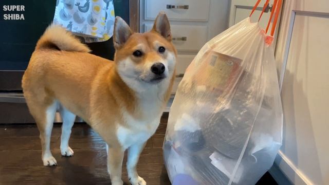 An Open letter to New Shiba Inu owners (The Good, The Bad and The Ugly) смотреть онлайн