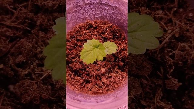 Земляника Искушение -месяц от всходов. Полёт нормальный... смотреть онлайн