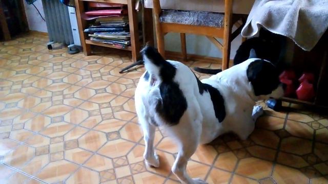 НАБЛЮДЕНИЯ НАТУРАЛИСТА. Мое зверье! смотреть онлайн