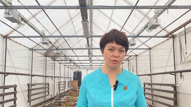 Образец перца. Крупноплодный и толстостенный. Школа продвинутого садовода смотреть онлайн