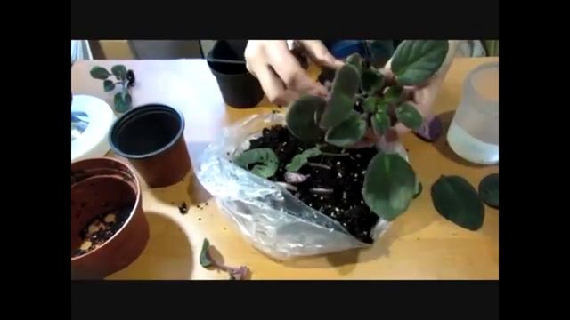 КУПИЛИ УЦЕНЕННУЮ ФИАЛКУ ЧТО ДЕЛАТЬ С НЕЙ ДАЛЬШЕ смотреть онлайн