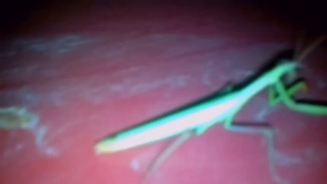 Прикольный богомол,прилетел откуда-то смотреть онлайн