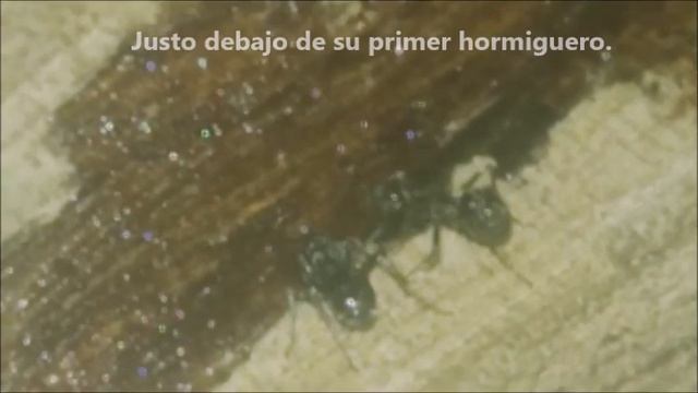 Liometopum apiculatum - Tips - Parte 1 смотреть онлайн