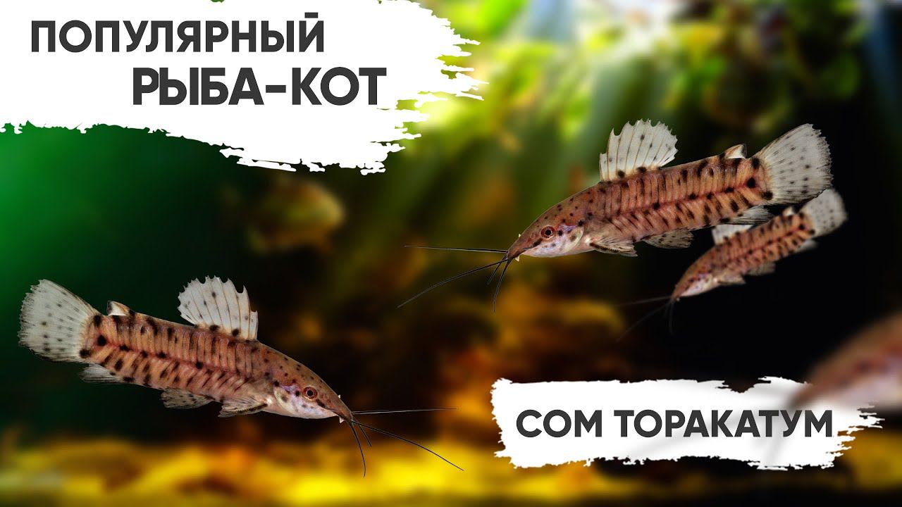 Аквариумный сомик, которого знают все