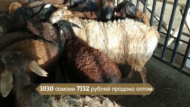 ОПТОМ БОЗОРИ ДУШАНБЕ НАРХИ гӯсфанди ҳисорӣ рӯзи сешанбе 13.08.2019 смотреть онлайн