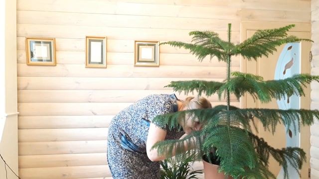 Араукария. Выращивание, уход и размножение. смотреть онлайн