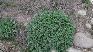 Мои почвопокровные растения обзор