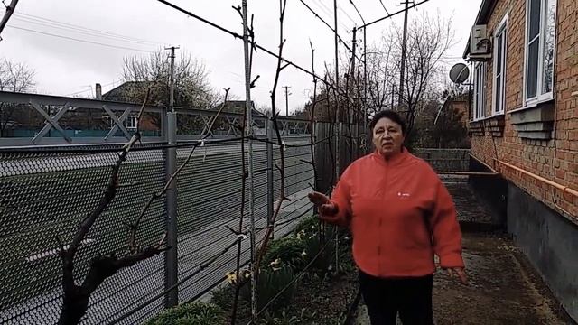 Уход за виноградом от А до Я смотреть онлайн