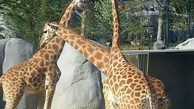 Giraffa camelopardalis - (Linnaeus, 1758) - La girafe - Parc Zoologique de Paris - 14/04/2014 смотреть онлайн