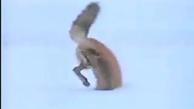 Молодой Лисенок Охотится))) Fox смотреть онлайн