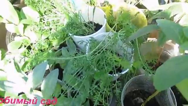 Многолетние и однолетние цветы для дачного участка смотреть онлайн