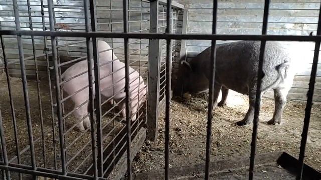 Дюрок+КБ Дюрок+Кармал Дюрок+Вьетнамская вислобрюхая || Откорм свиней || Растут как Бодибилдеры смотреть онлайн