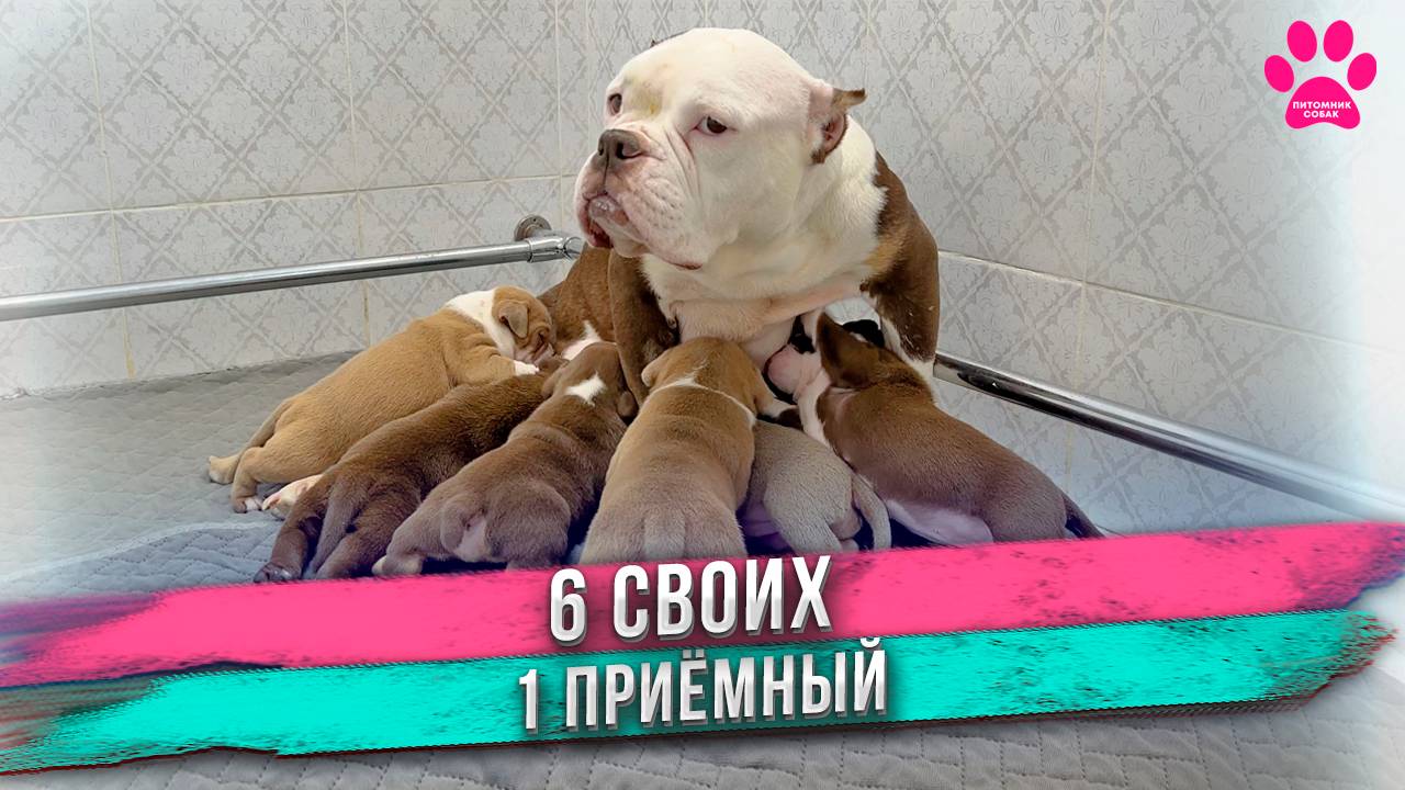 Как тяжело быть мамой! Щенкам 25 дней. Какие они теперь? смотреть онлайн
