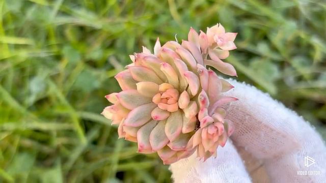 Echeveria Mebina Var. смотреть онлайн