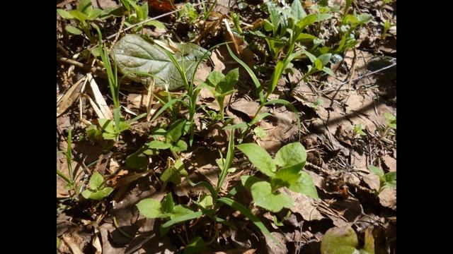 Весенняя зарисовка. смотреть онлайн