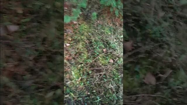 Медитация умиротворения!Релакс в лесу!#медитация#релакс#лес смотреть онлайн