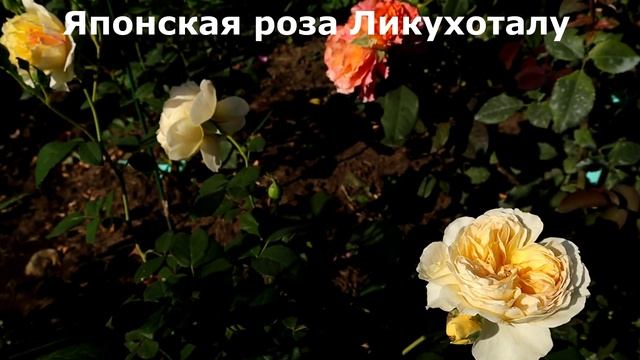 Японские Розы - в них поражает все, внешний вид и аромат. Восхитительное зрелище! смотреть онлайн