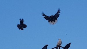 Николаевские голуби г Обоянь