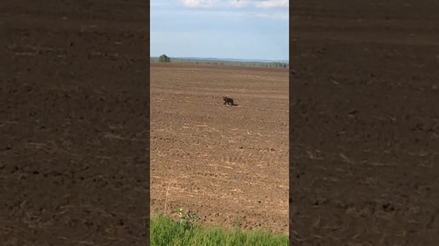 Нашествие медведей в Большой Мурте смотреть онлайн