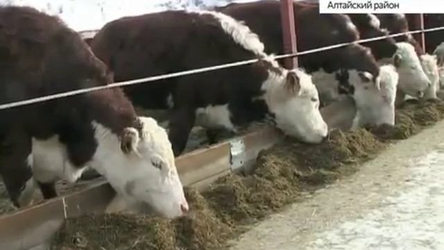 За что ценят коров Алтайского района и как они зимуют смотреть онлайн