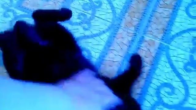 Кошка нежится.