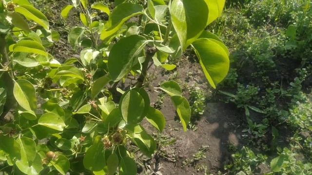 Обрезка яблонь и груш,уход за прививками смотреть онлайн