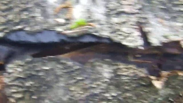 Молния ударила в дерево смотреть онлайн