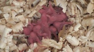 Хомячиха родила. Что делать? Новорождённые сирийские хомяки