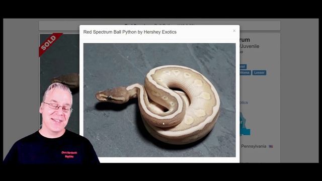The 'Red Spectrum' Ball Python смотреть онлайн