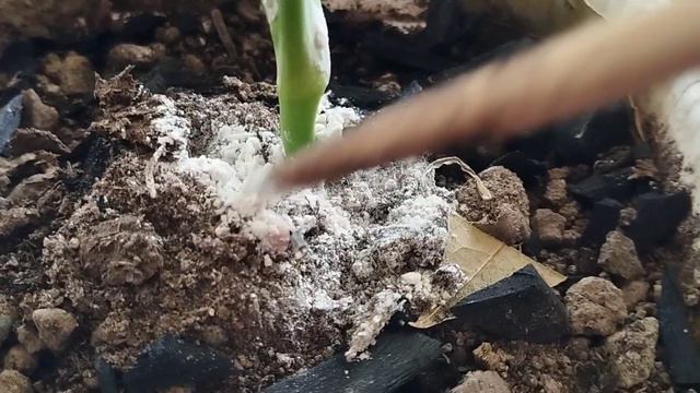 Антуриум.Ер бақыты гүлін ауырып қалуының алдын аламыз.#гулдер #өсімдік смотреть онлайн