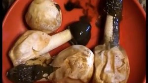 Гриб Веселка. Приготовление  настойки и ее применение.