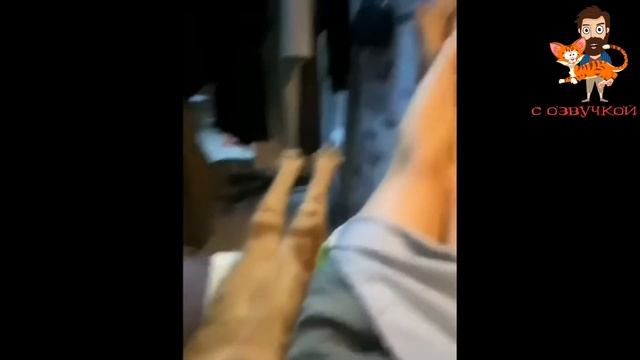 Приколы с котами! Самые смешные животные С ОЗВУЧКОЙ! Тест на психику! смотреть онлайн