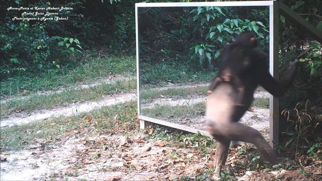 Baby chimp : learn of mirror progress - Au Gabon, un bébé chimpanzé apprend les propriétés du miroi смотреть онлайн