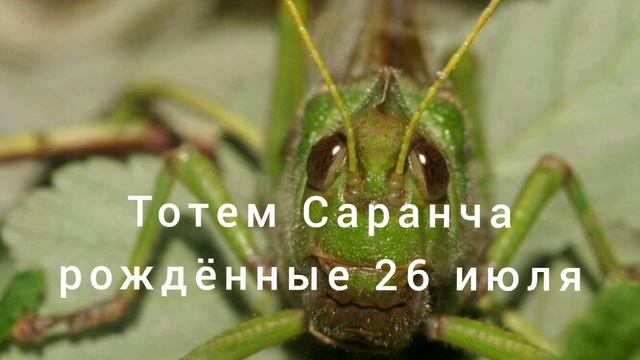 Тотем Саранча рождённые 26 июля смотреть онлайн
