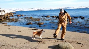 Сиба Ину -тренировка!