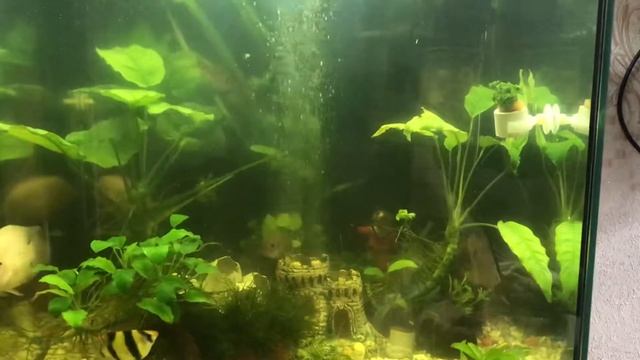 Зелёная вода в аквариуме смотреть онлайн