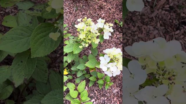 Метельчатая гортензия Тиклед пинк#Tickled pink смотреть онлайн