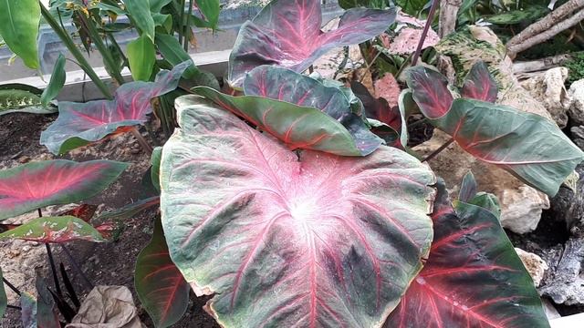 Caladium plant – grow & care (Can be great houseplant) смотреть онлайн