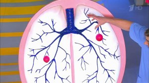 Лекарства от кашля. Жить здорово! Фрагмент выпуска от 25.11.2016