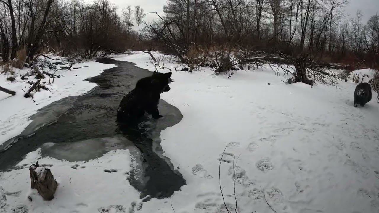 Буржуй моржуется. смотреть онлайн