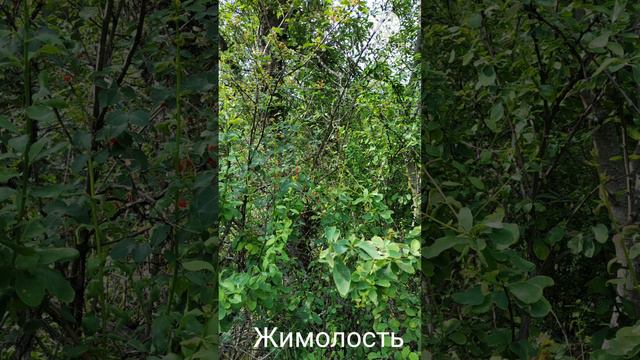 Научная экспедиция для детей с А.Б.Жданко 06.2023 смотреть онлайн