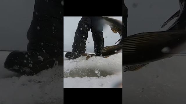 Щука на жерлицу. Замедленная съёмка. Полная размотка.