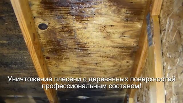 Удаление плесени с деревянных поверхностей профессиональным составом. смотреть онлайн