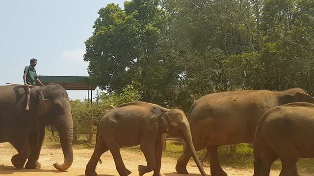 Пиннавела (Pinnawala) слоновий питомник | Шри-Ланка смотреть онлайн