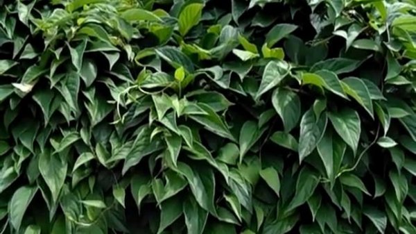 Лимонник китайский Schisándra chinénsis Повышаем давление